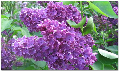 lilas